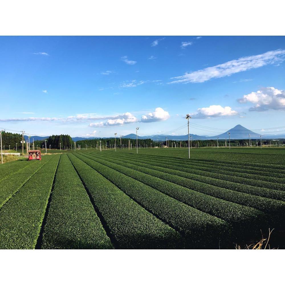 #0453.K2 Maehara Tea Farm: Green Tea on the Rocks (5g Tea Packs for Cold Steeping) 水で冷やす緑茶ロックティー知覧茶 - Image 3