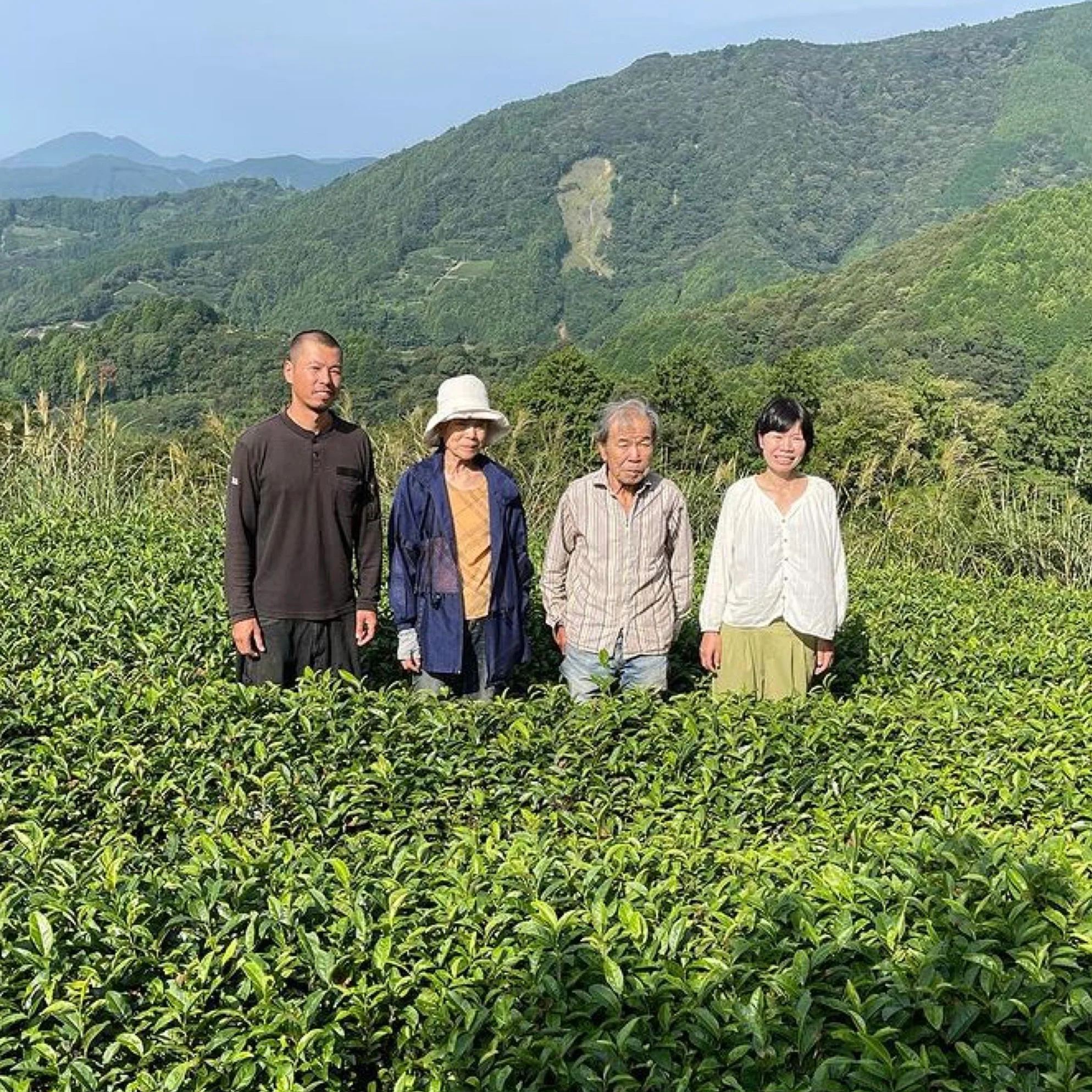 #0062.S5 NaturaliTea: Genmaicha Brown Rice Green Tea, Grown Pesticide Free 無農薬茶:玄米茶 - Image 4