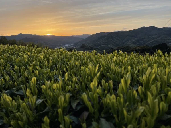 #0062.S5 NaturaliTea: Genmaicha Brown Rice Green Tea, Grown Pesticide Free 無農薬茶:玄米茶 - Image 6