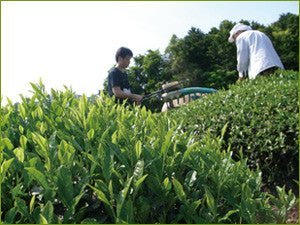 #0002.K6 2025 Obubu Tea: Sencha of the Spring Sun - Image 4