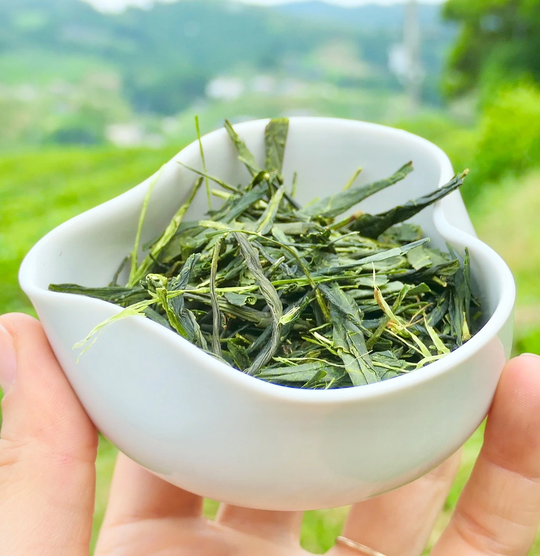 #0006.K6 Obubu Tea: Yanagi Bancha, Green Tea - Image 4