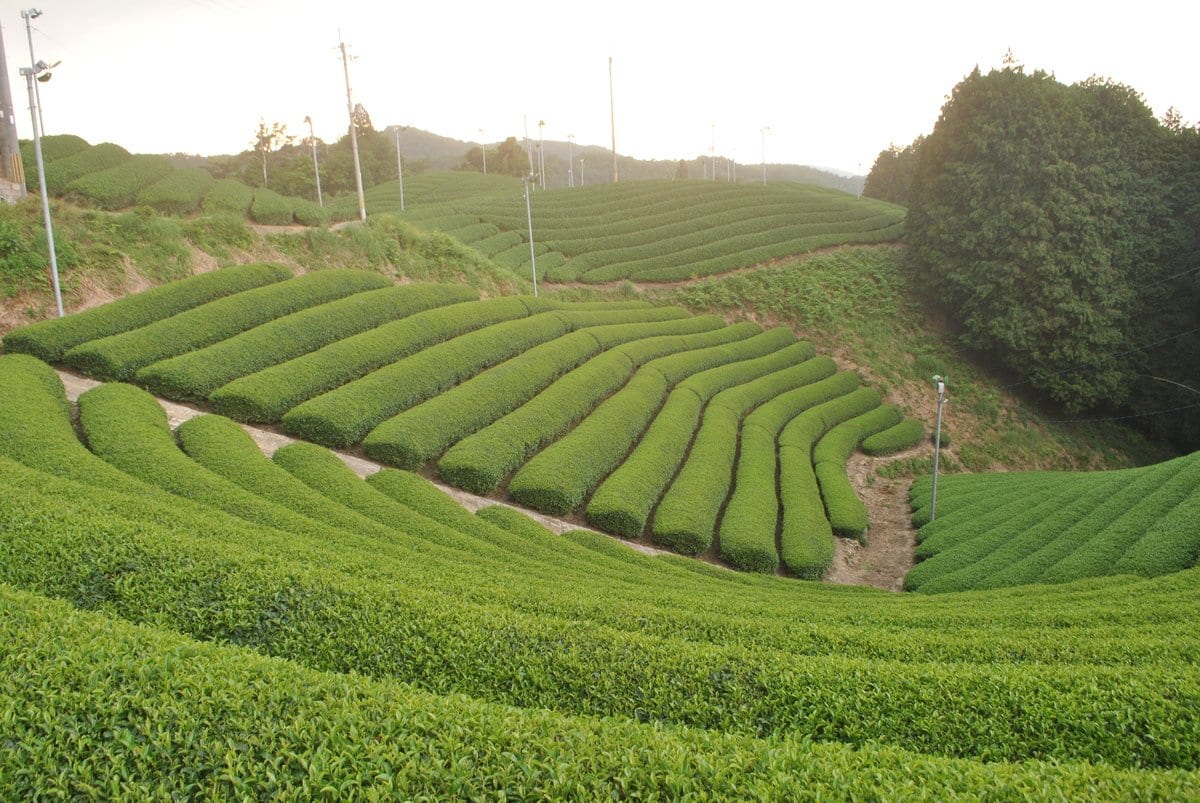 #0703.K6 Uejima Tea Farm: Uji Matcha "Rei" (Samidori) - Kyoto Grown Standard Ceremonial Grade Matcha 京都宇治和束茶 抹茶 玲 (limited quantity) - Image 4